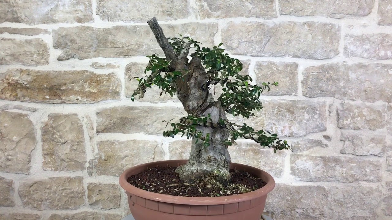 Bonsai Yamadori di Olivastro 150 - Pollice Verde Store