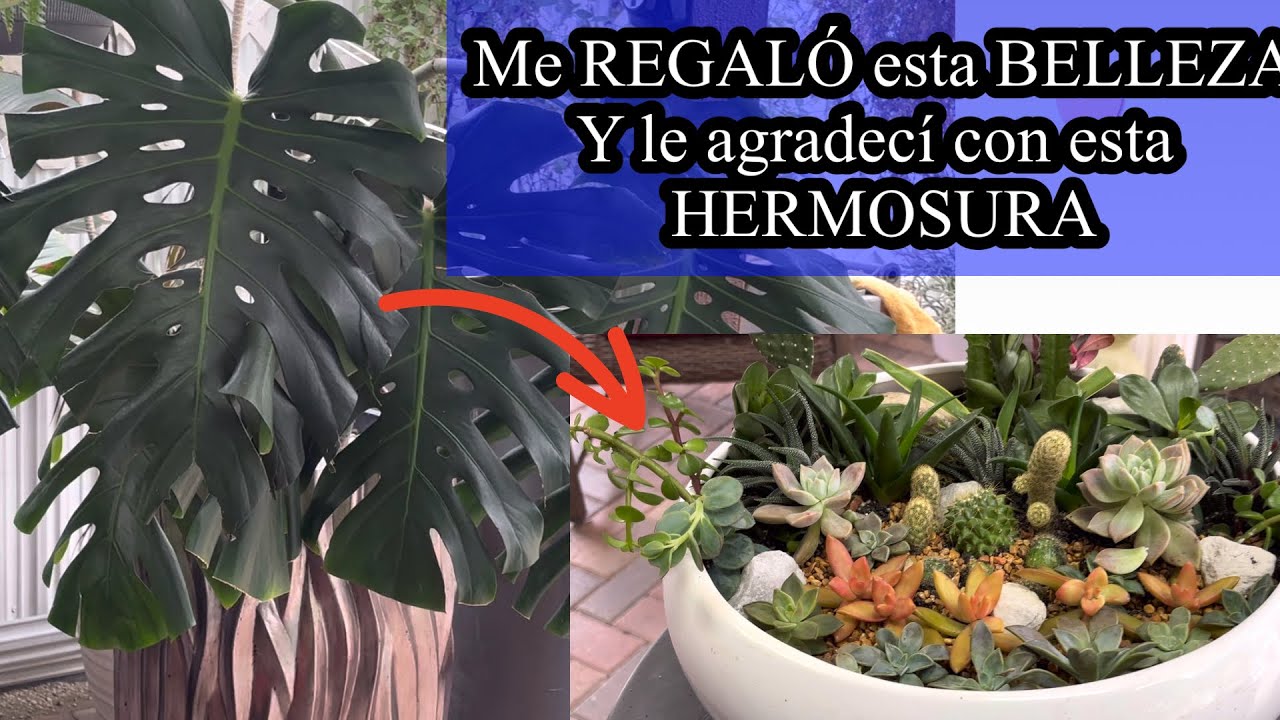 Mi hija me hizo un regalo que me encantó y en agradecimiento le hice un HERMOSO ARREGLO SUCULENTO. 