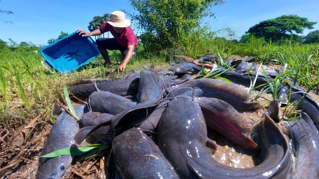 Catching Giant Fish in Muddy Water with Bare Hands | Traditional Fishing