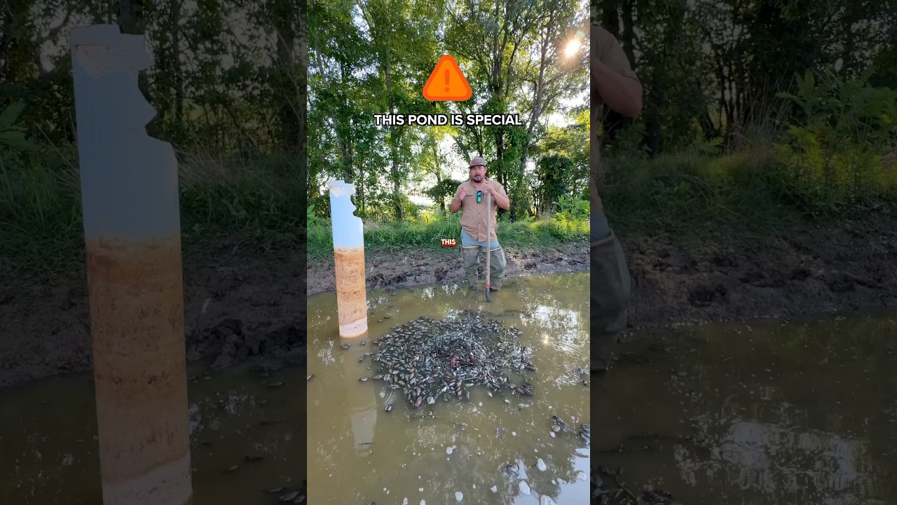 🦞THE REDNECK CRAWFISH DRAIN #louisiana #farming #diy