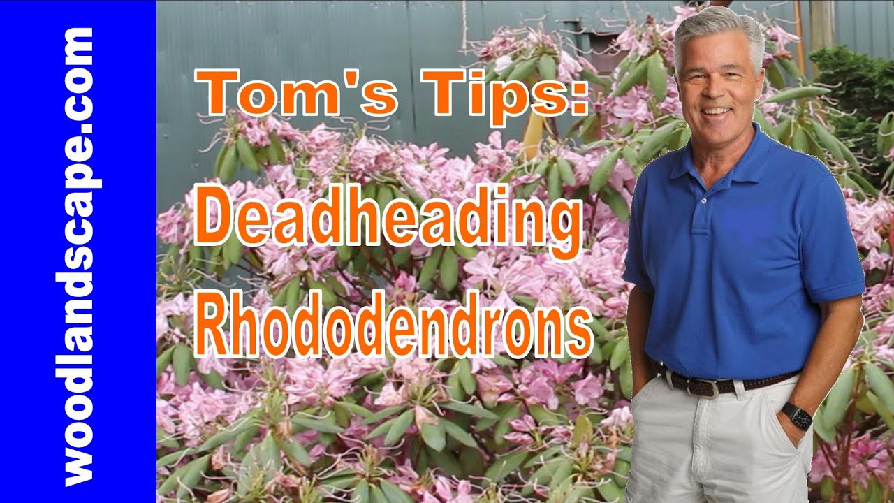 How To: Deadhead Rhododendrons, Tom's Tips