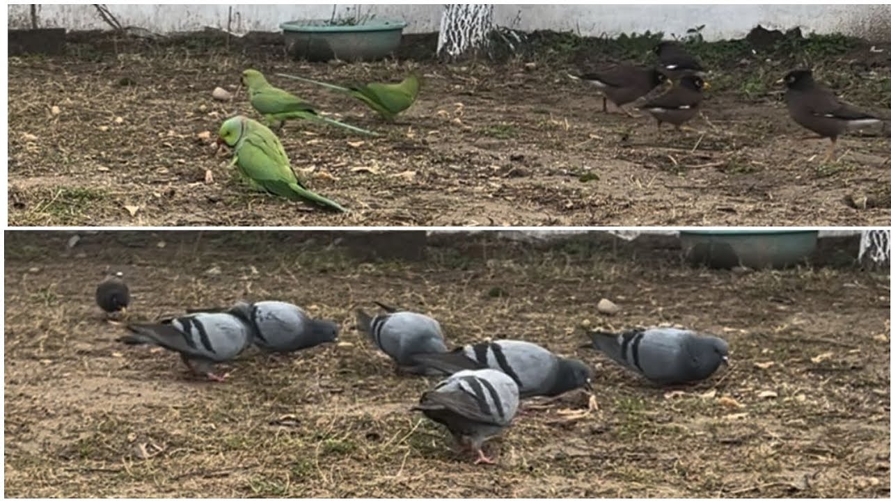 Parrots pegions and other birds