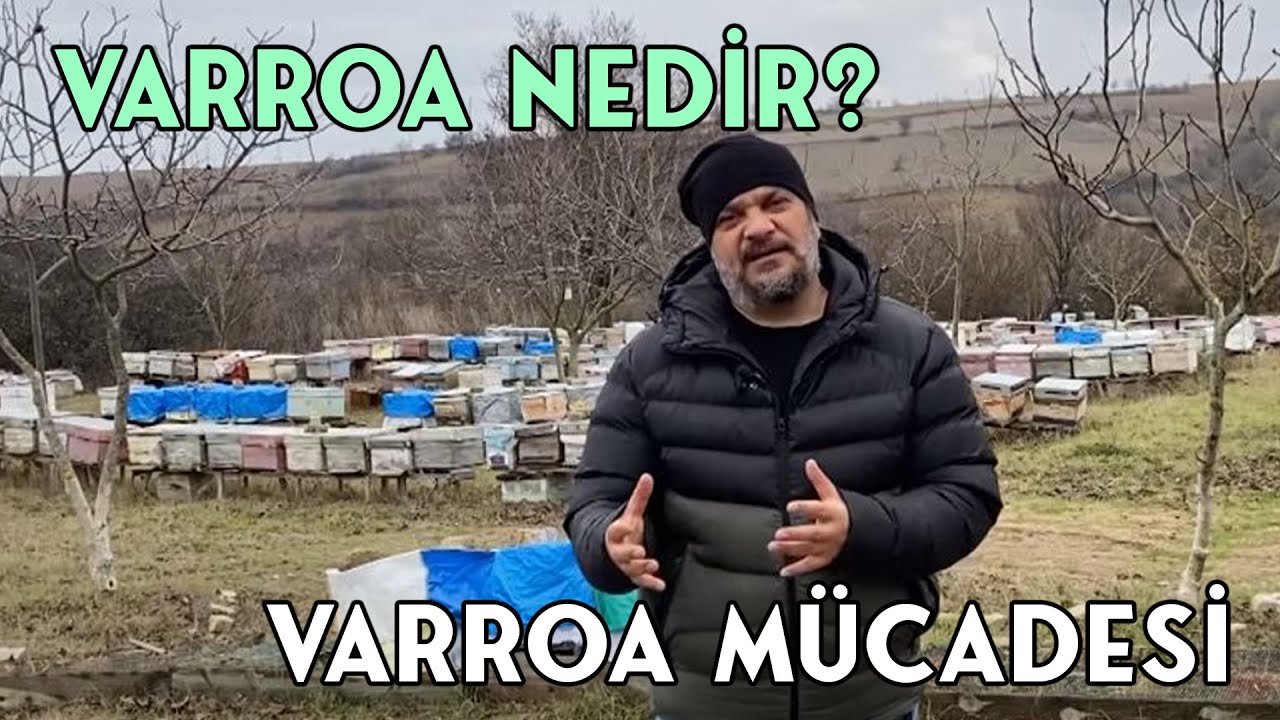 VARROA NEDİR? / Varroa Mücadele Yöntemleri - A'dan Z'ye Arıcılık