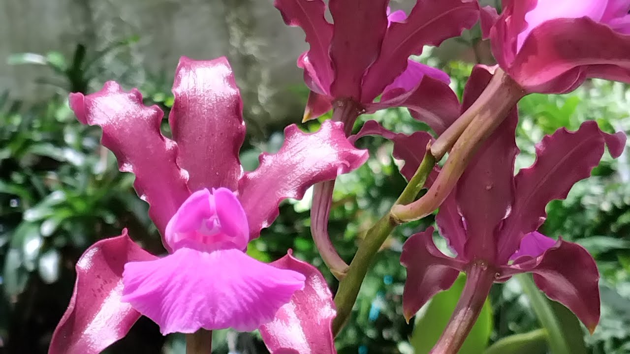CULTIVO DA MINHA CATTLEYA ELONGATA 
