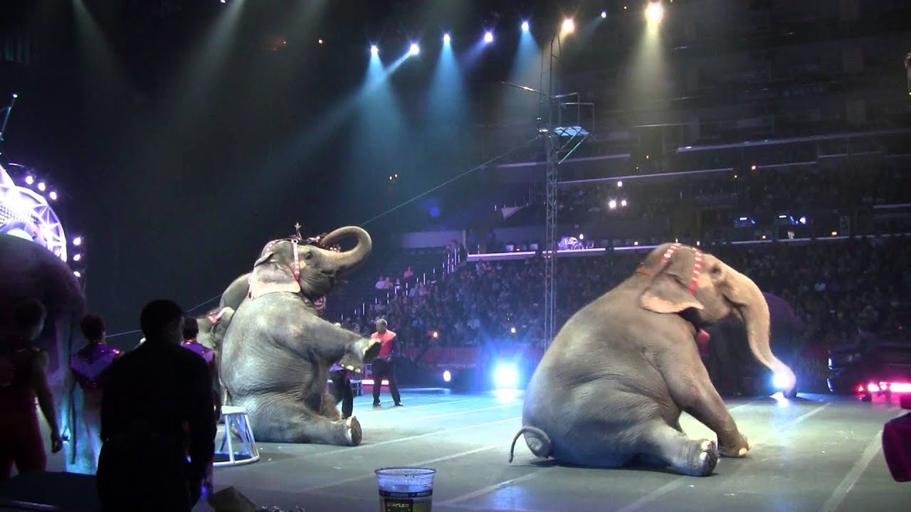 Barnum and Bailey circus 2013 Elephants