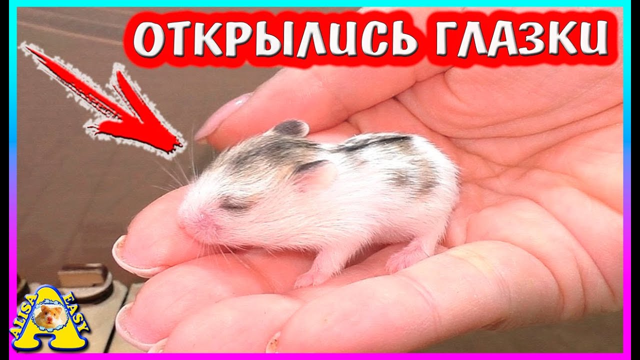 Хомячата  открыли глаза / Когда можно брать хомячат в руки/ Как приручить хомяка/ Alisa Easy Pets