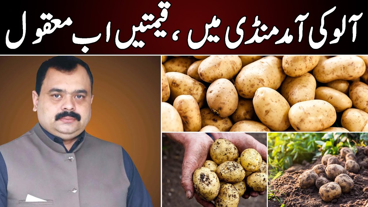 Potato Market 2025 | New Potato Arrivals & Current Prices | Best Time to Buy Potatoes | Main Faisal