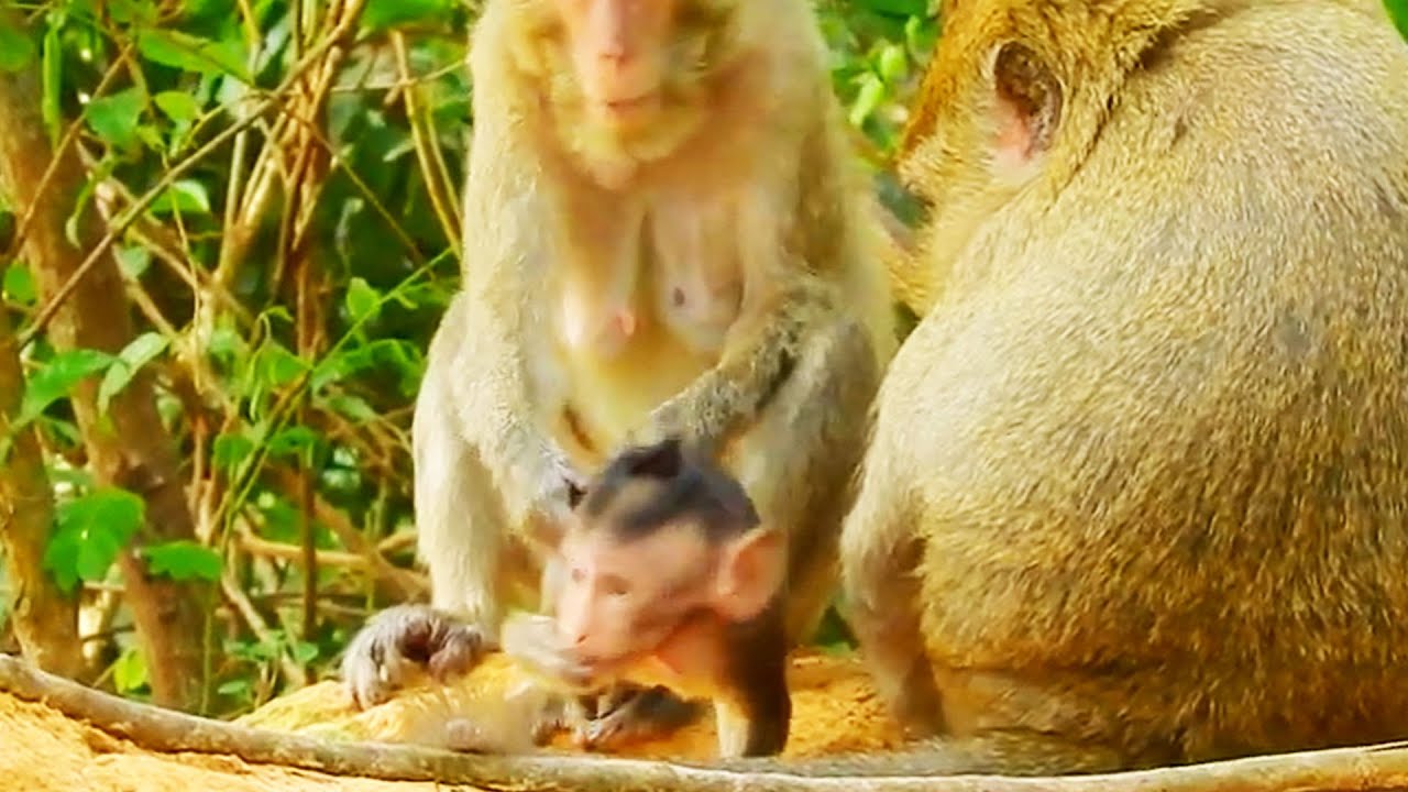 Monkey Marri Doesn't Trust Baby Misty walking far with Confidence