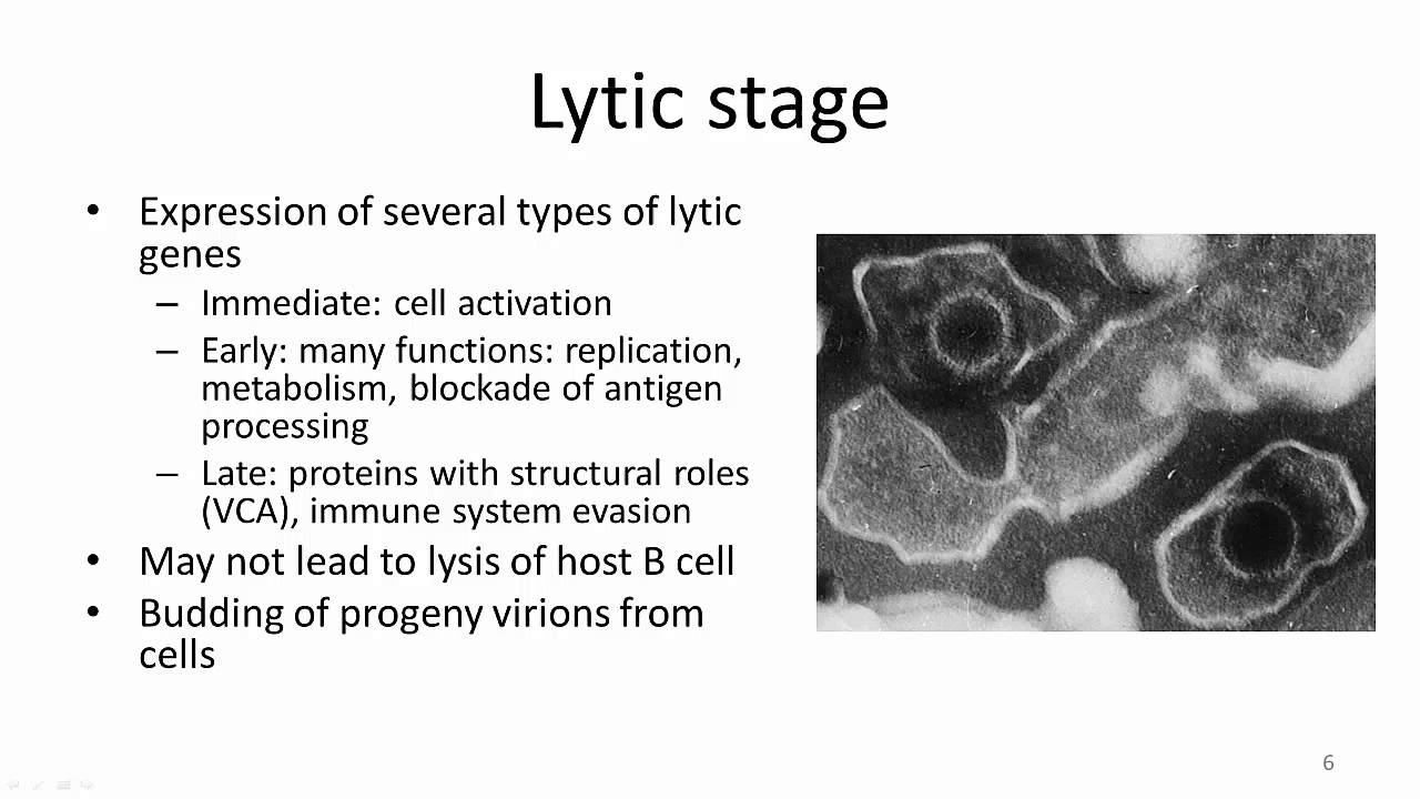 EBV Viral latency