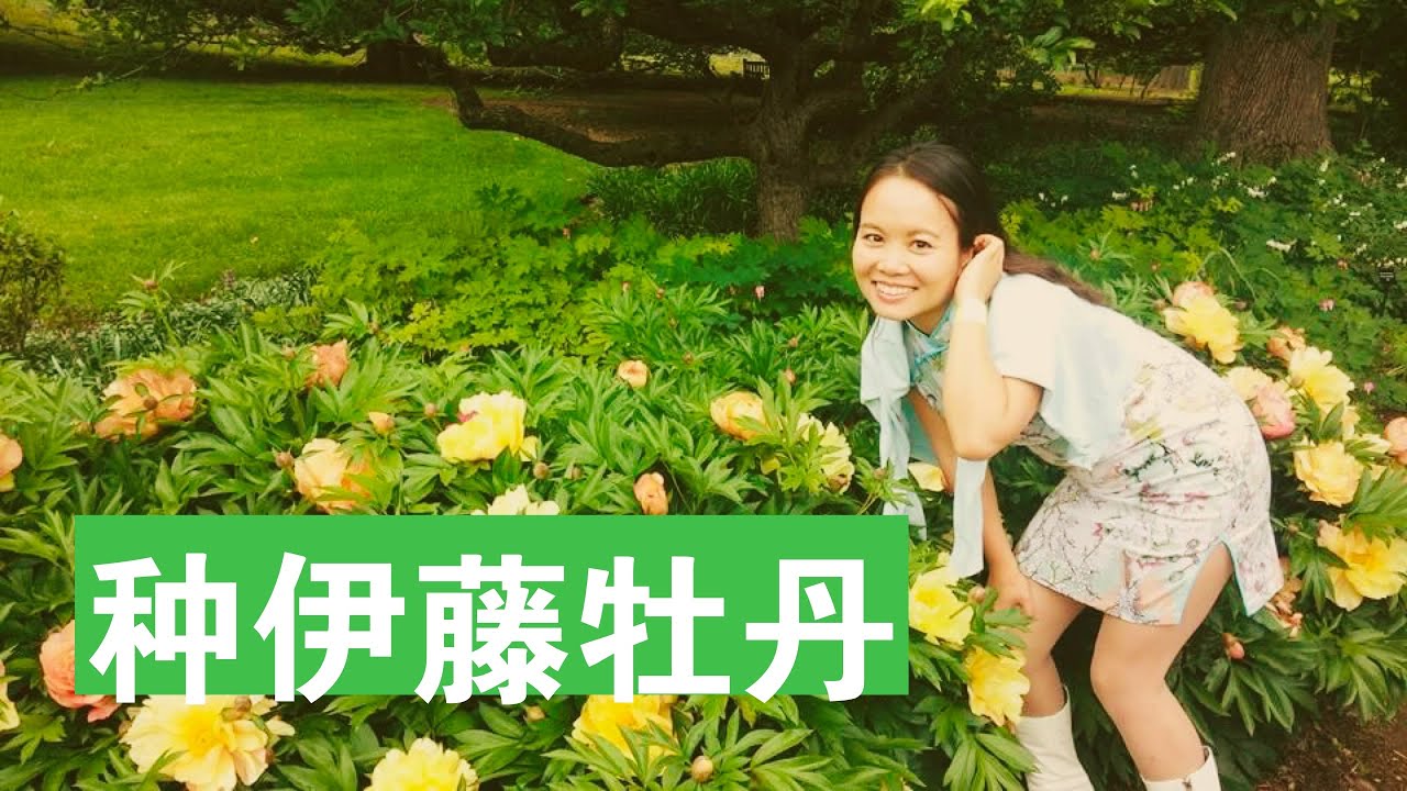 [ENG SUB] 种伊藤牡丹分享种植全过程 How To Plant Itoh Peony