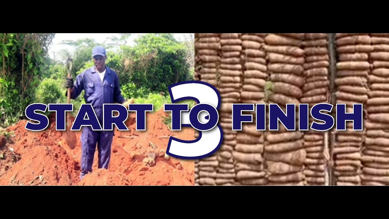 Commercial/Backyard Yam Farming: Step-by-step Guide||All-in-One Compilation (Part 3)