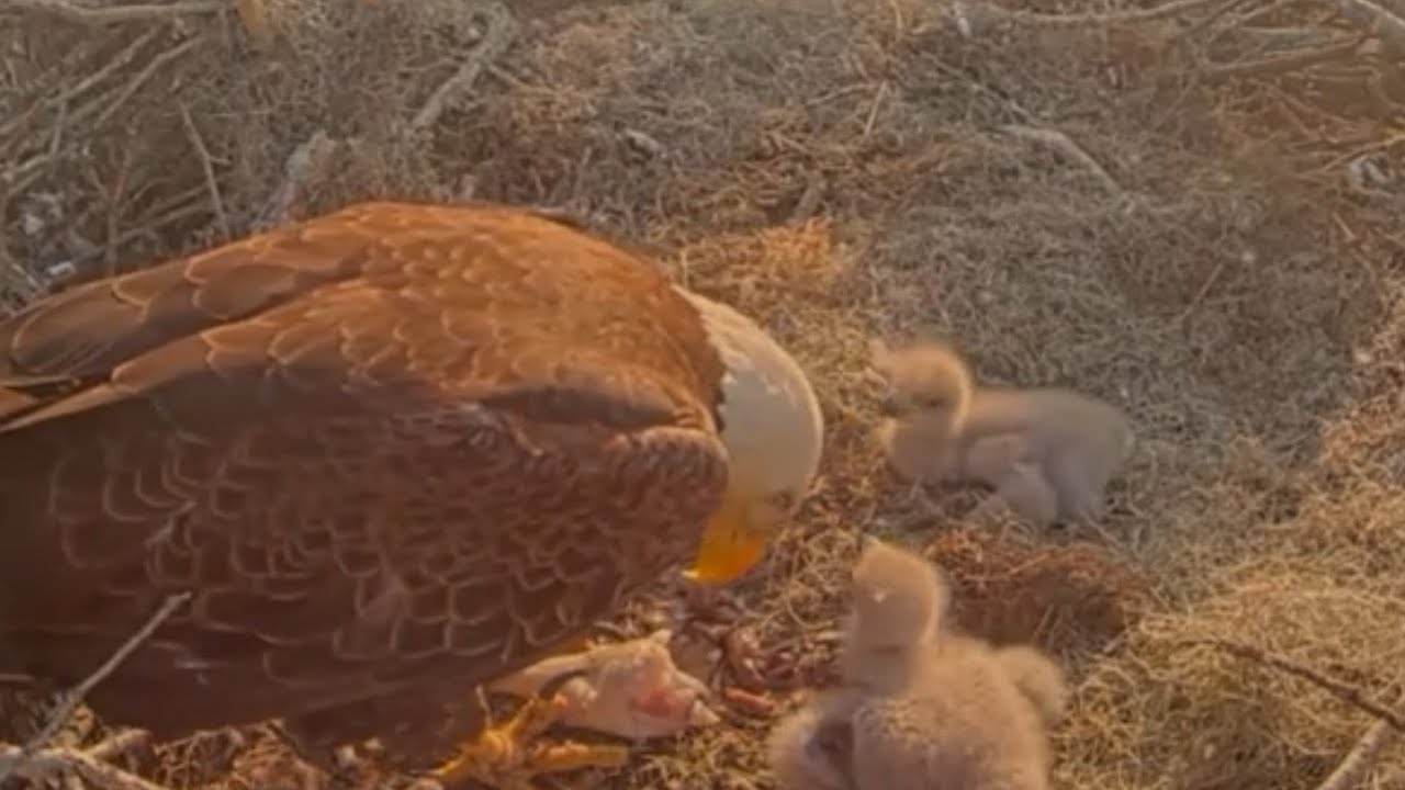 Eagle Mom feeding today's last food to both eaglet | Kisatchie National Forest E-3 | Feb 8, 2026
