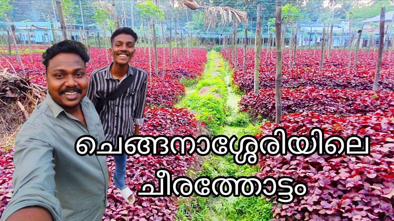 ചീരത്തോട്ടം കണ്ടു കണ്ണുതെള്ളി ഞങ്ങൾ😳 | Cheera Krishi Malayalam Vlog