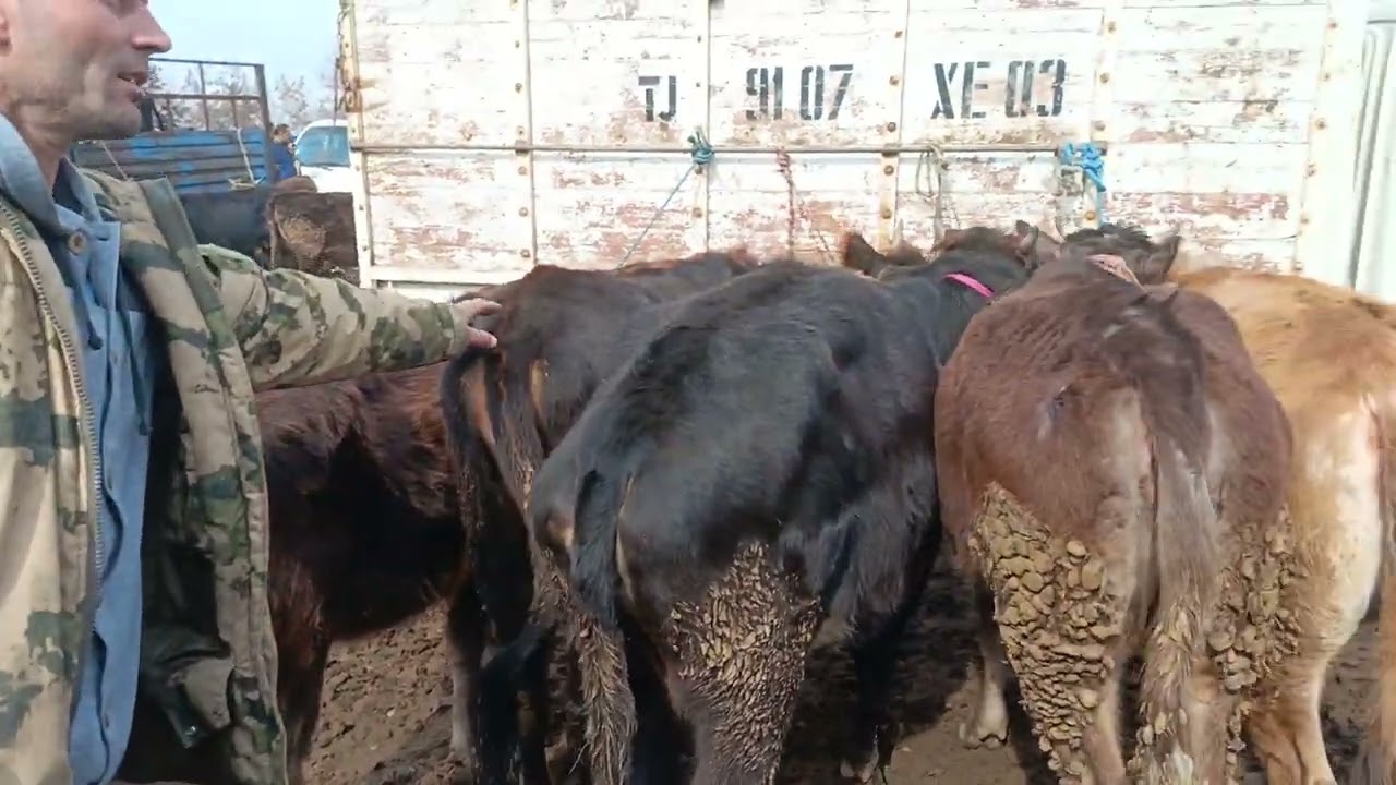 Молбозори кумсангир говои чушо ва молои маида 08 02 2026