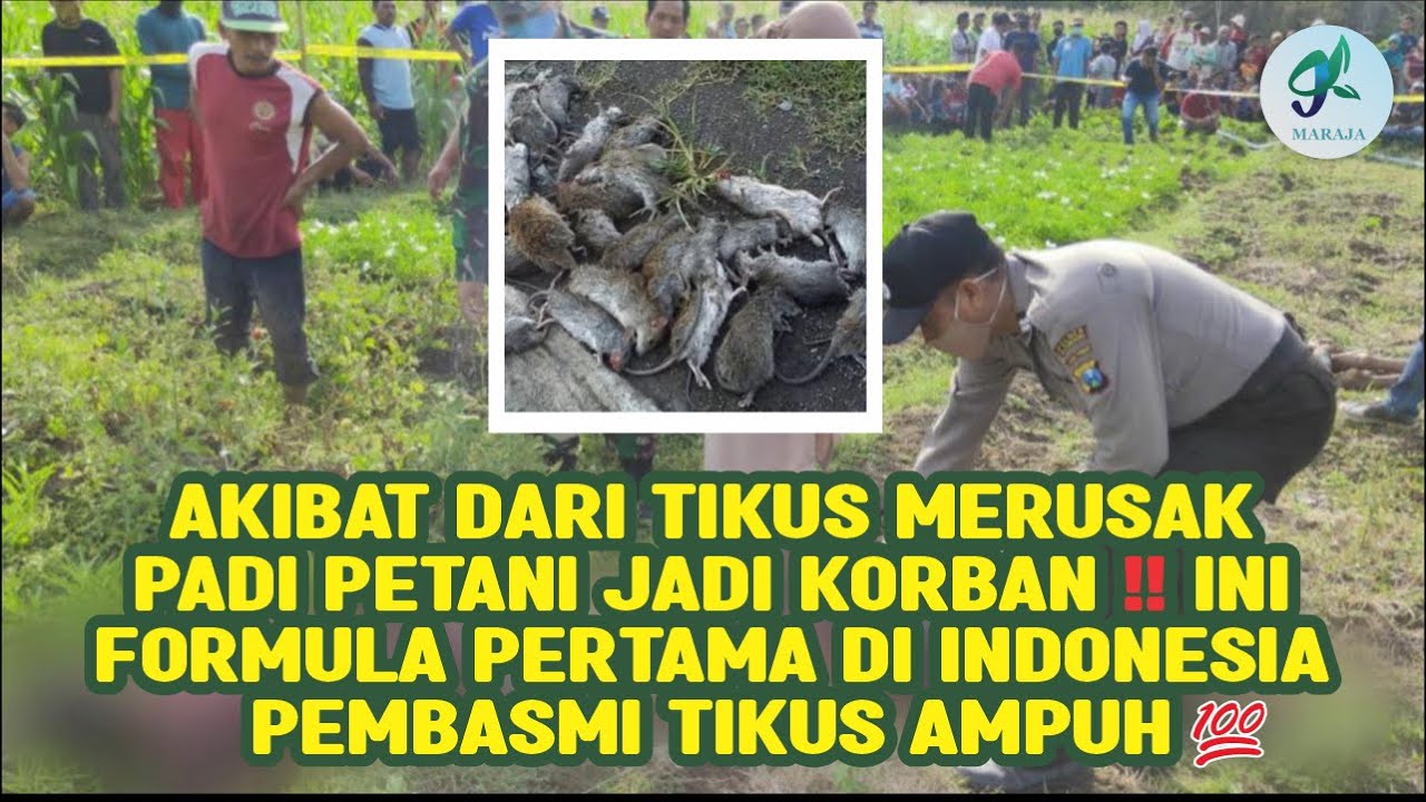 AKIBAT DARI TIKUS MERUSAK PADI PETANI JADI KORBAN ‼️FORMULA PERTAMA D INDONESIA PEMBASMI TIKUS AMPUH