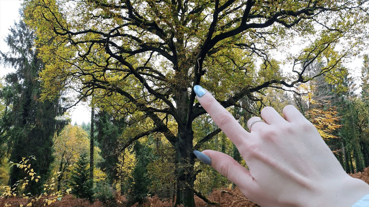 ASMR With an Ancient Oak Tree