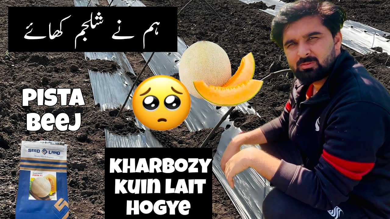 Beej Ki Kami Ki Wajah Se Kharbooza Ki Takheer: Ek Dilchasp Tajurba