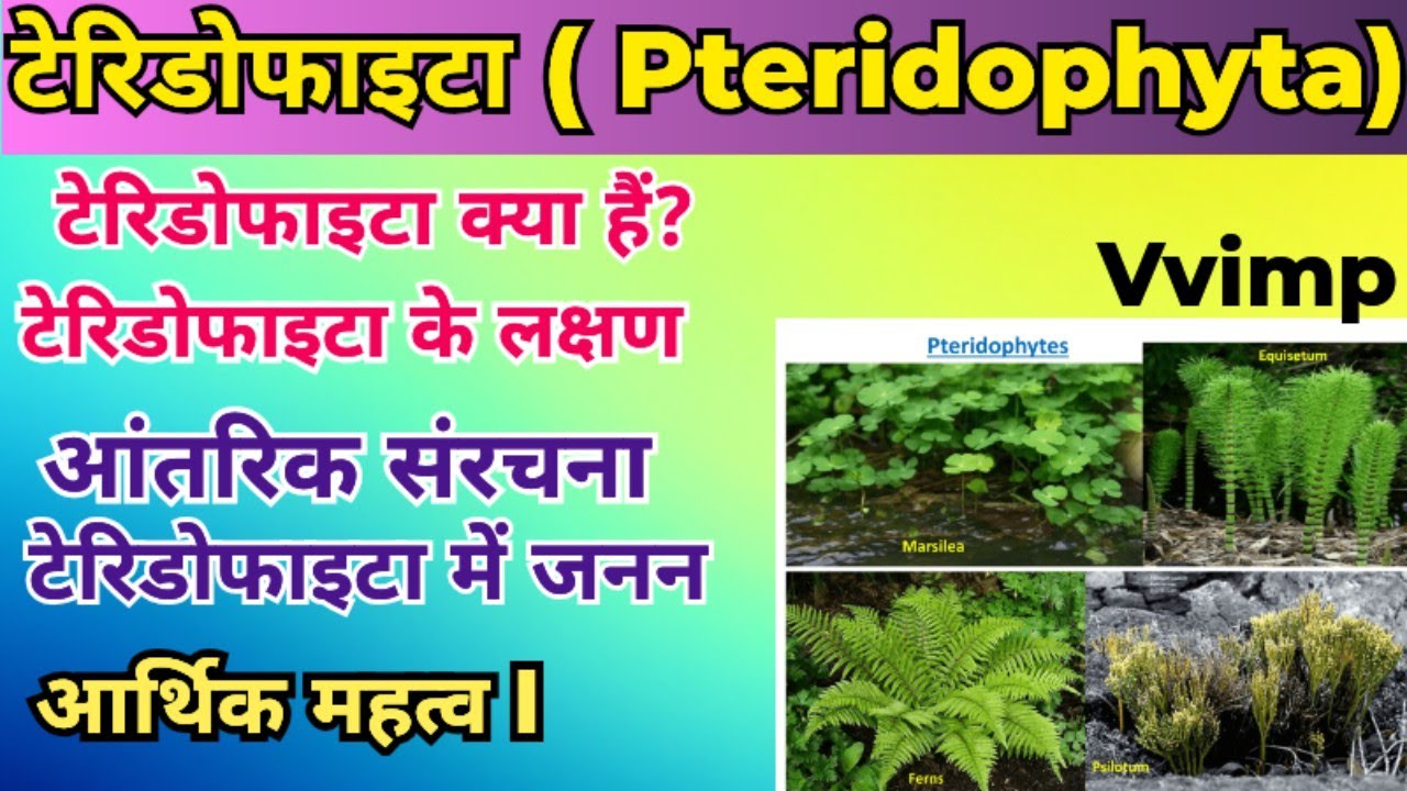 Pteridophyta (टेरिडोफाइटा) Complete Lecture | Characteristics, Reproduction & Economic Importance |