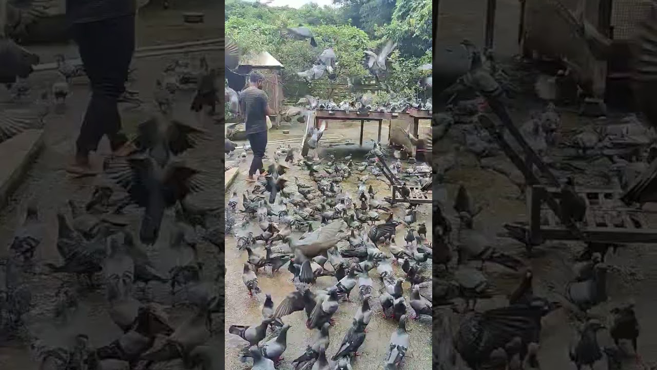 gutrugu| Pigeon|hungry birds rushing for food#youtubeshorts #nature#gutargu#viral #shorts