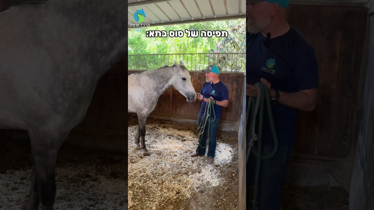 תפיסה של סוס בתא🐴