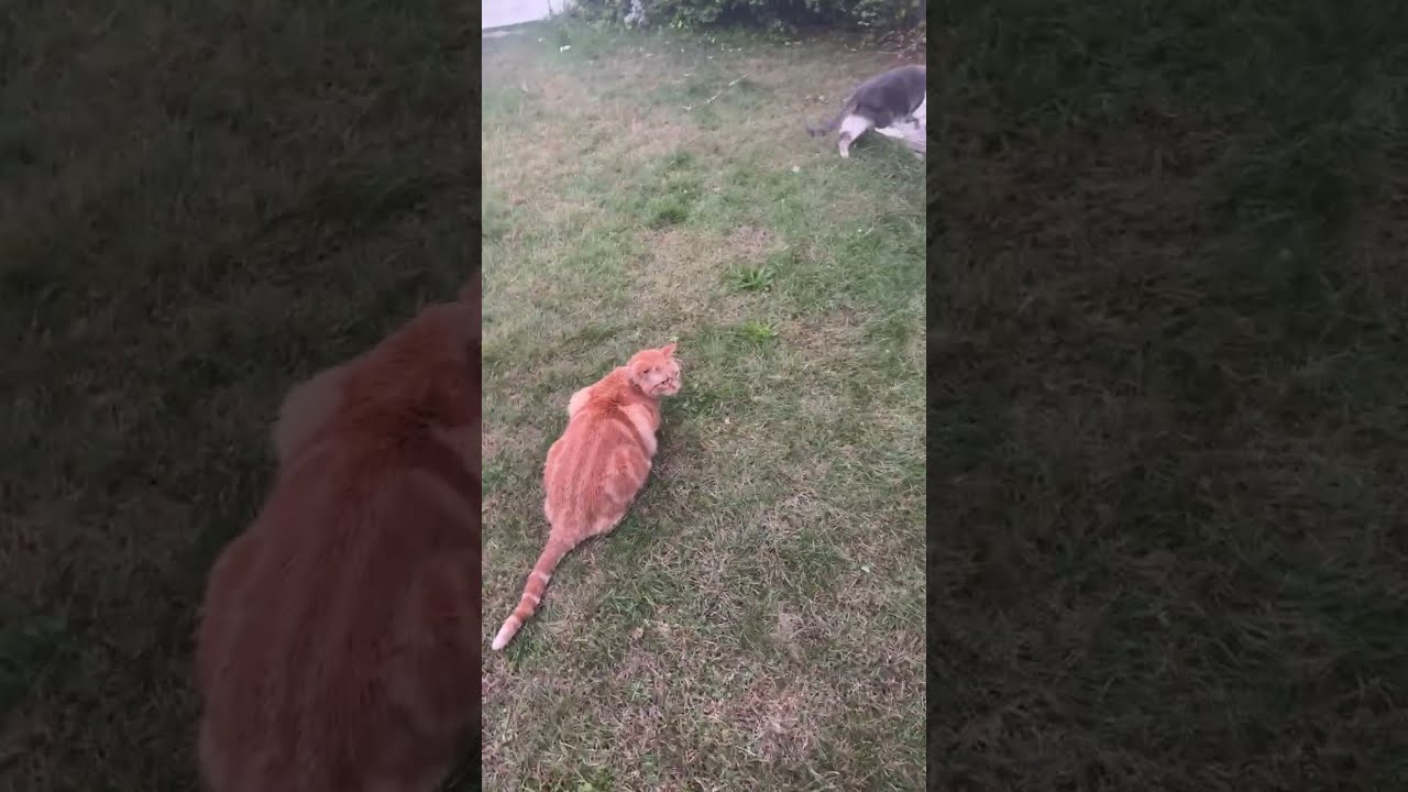 Buddies and NO TICKS #catslive