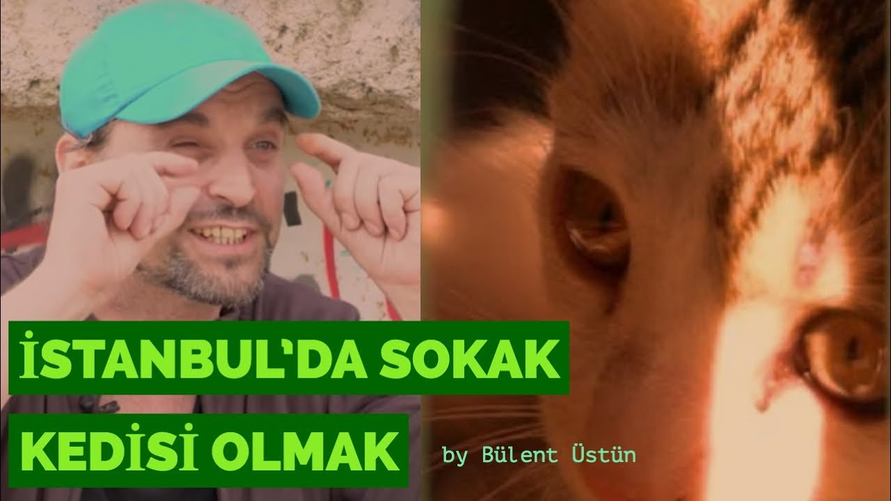İstanbul'da Sokak Kedisi Olmak