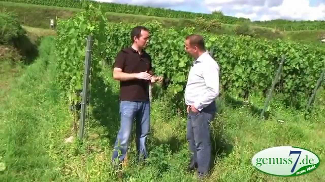 Weingut Kiefer Baden / Kaiserstuhl Interview mit Winzer Martin Schmidt