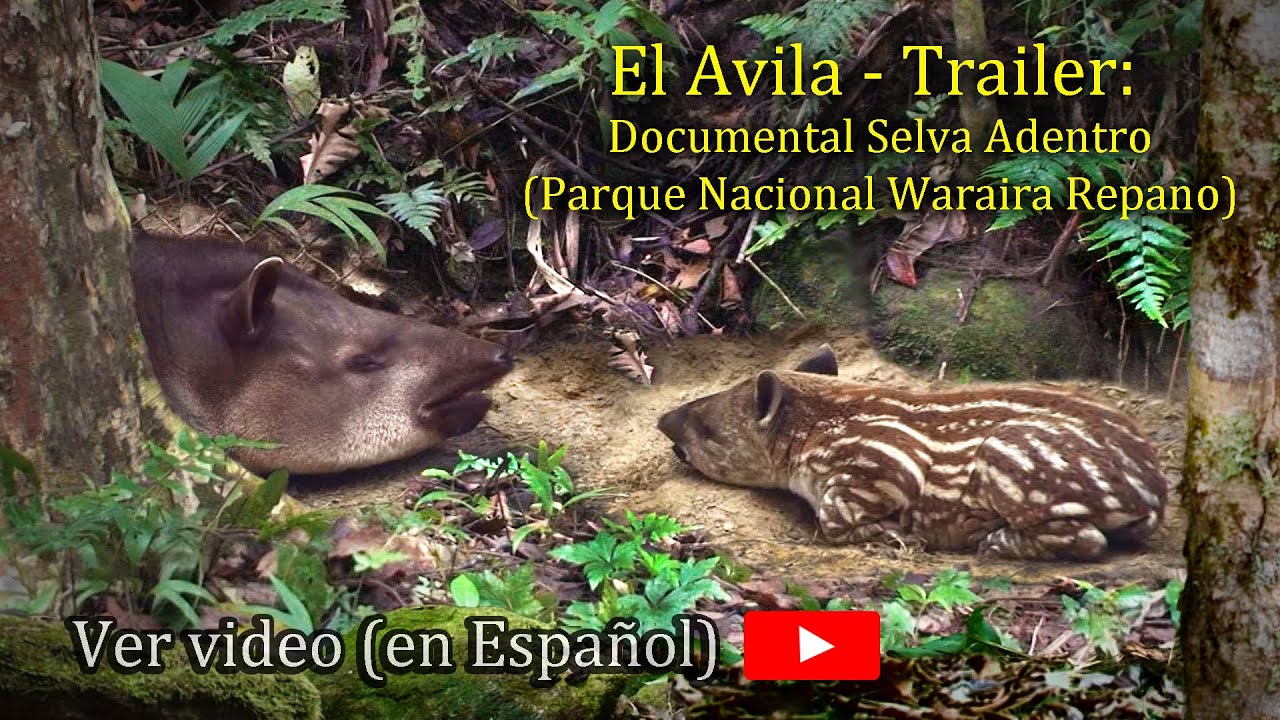TRAILER - El Avila - Selva Adentro - P.N. Waraira Repano.