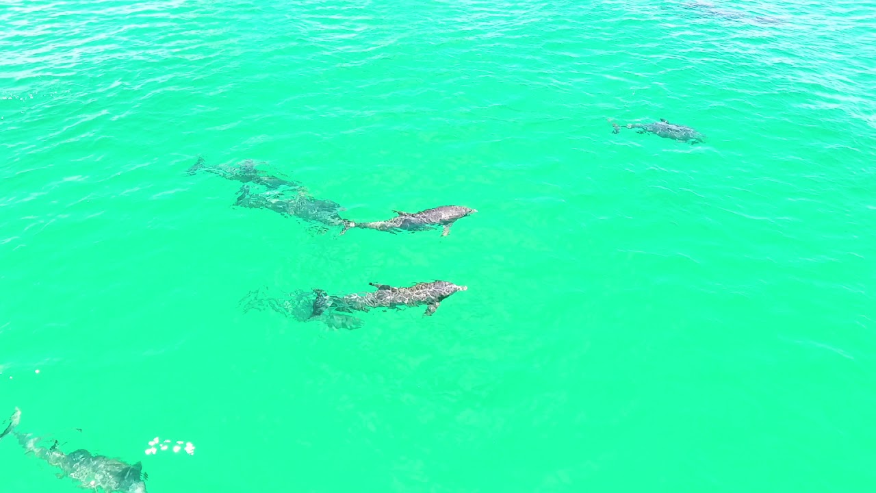 School of Dolphins at Pensacola Beach | CLARITY CONTROL