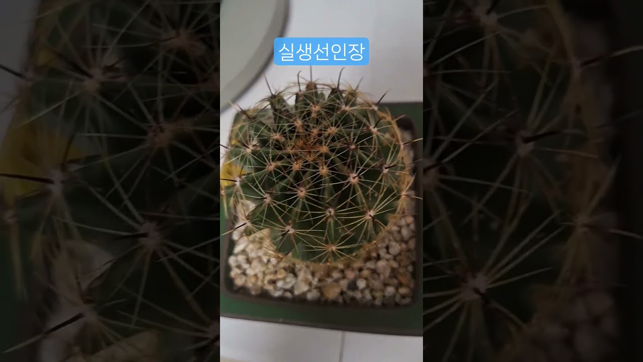 진짜다육 구독과좋아요는사랑입니다♡♡♡