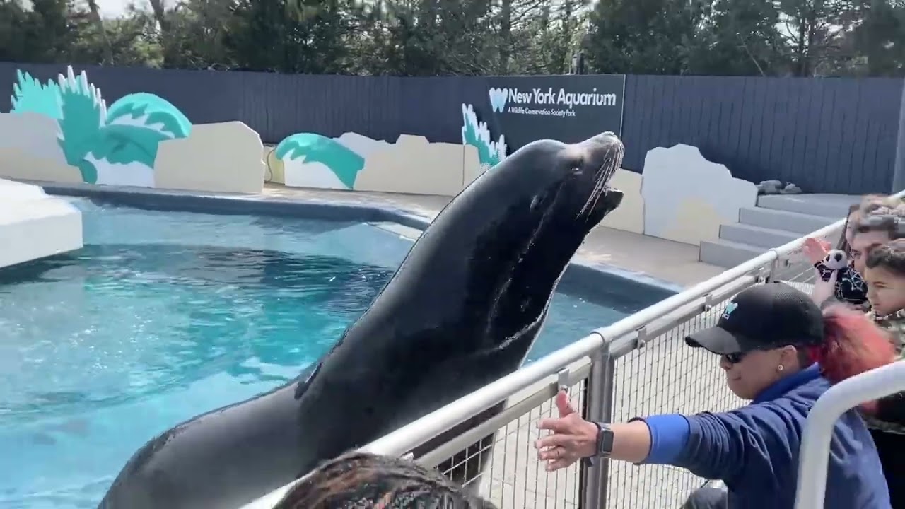 NY Aquarium, #sealions, #coneyisland #nyc