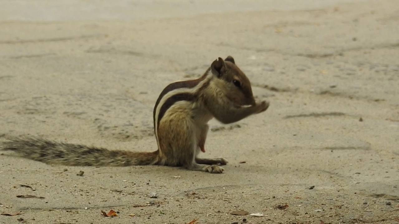India Wildlife | Funny Squirrel making his tools ready before mating