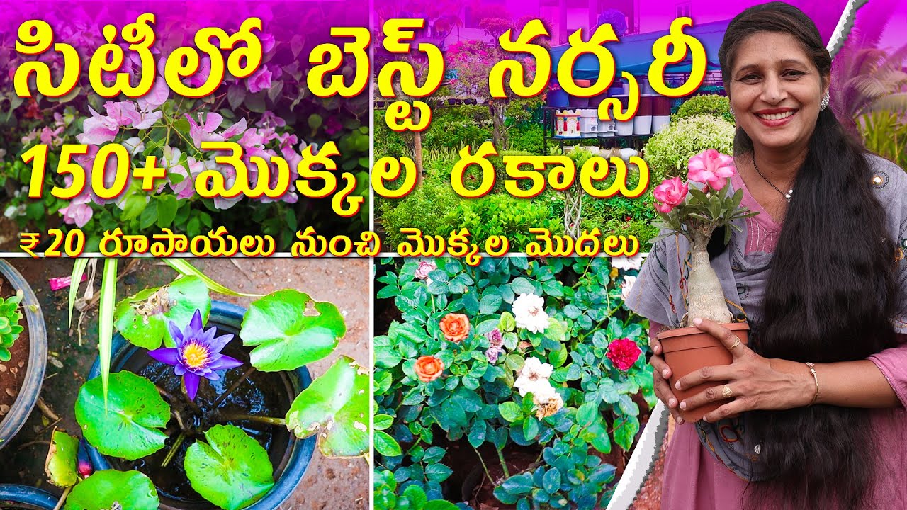 🔴Best Nursery in Hyderabad|₹20 నుంచి మొదలు|150+ Plant Varieties with Price|Online Delivery Available