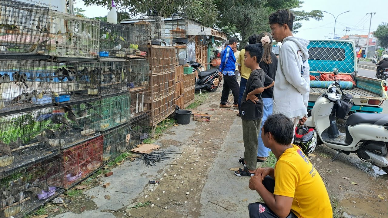Pasar burung pinggir jalan burungya kayak di kios kios ternama