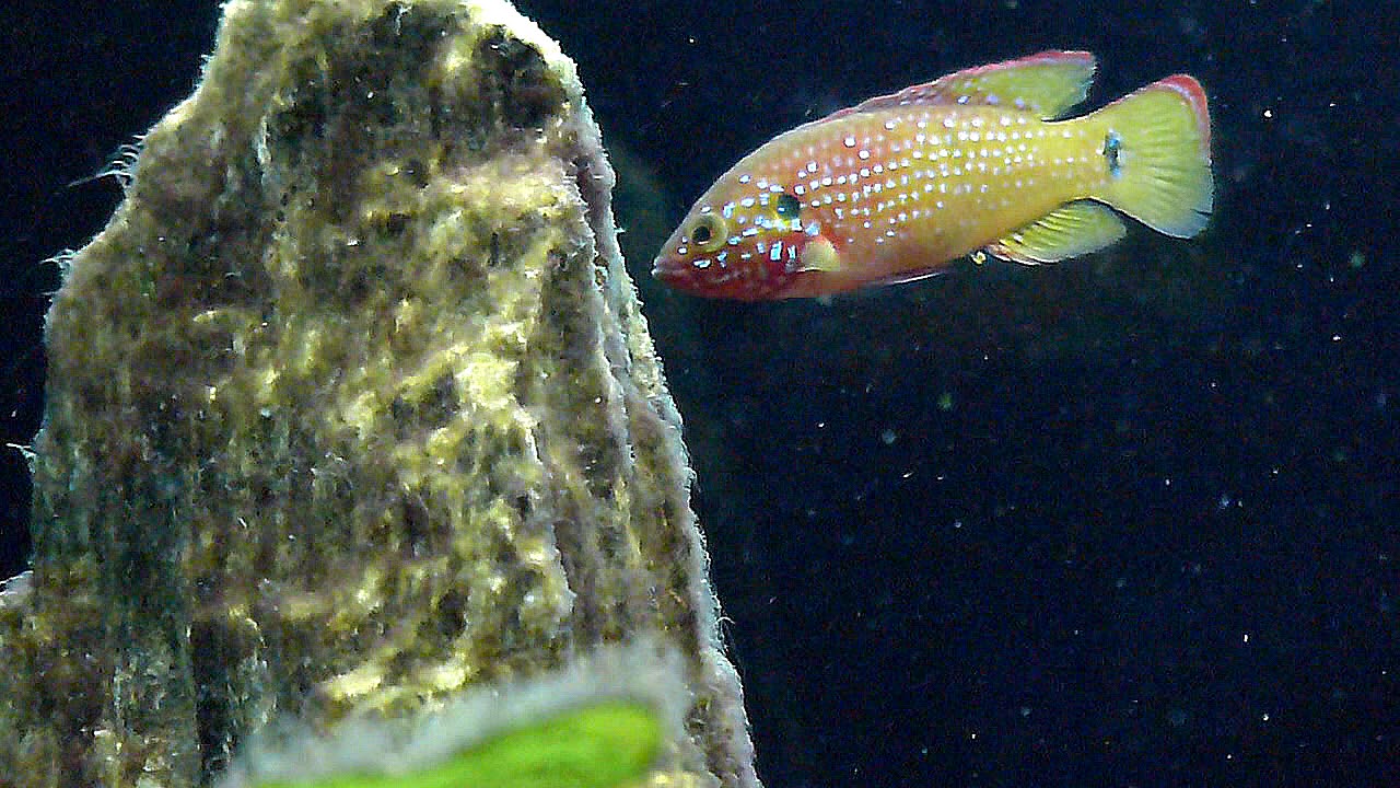 Le cichlidé joyau (Hemichromis bimaculatus X lifallili)