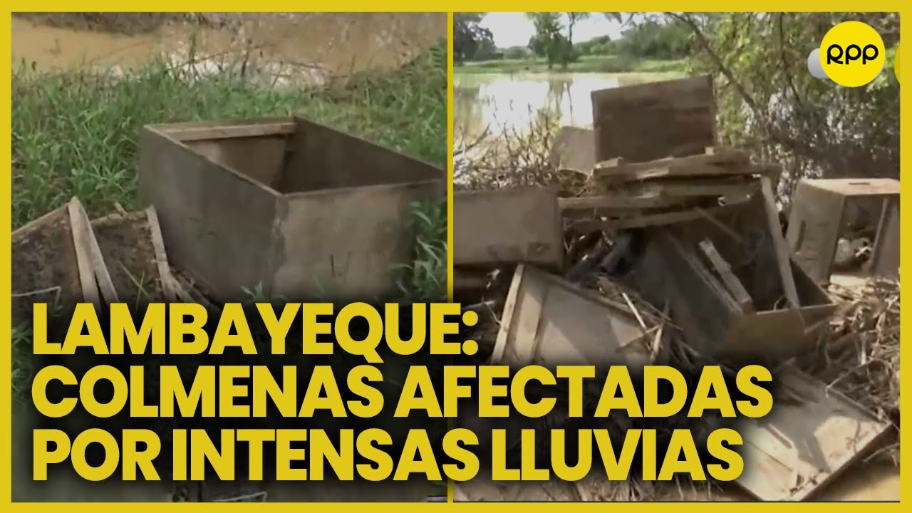 Lambayeque: Intensas lluvias causan la pérdida de cientos de colmenas en Íllimo