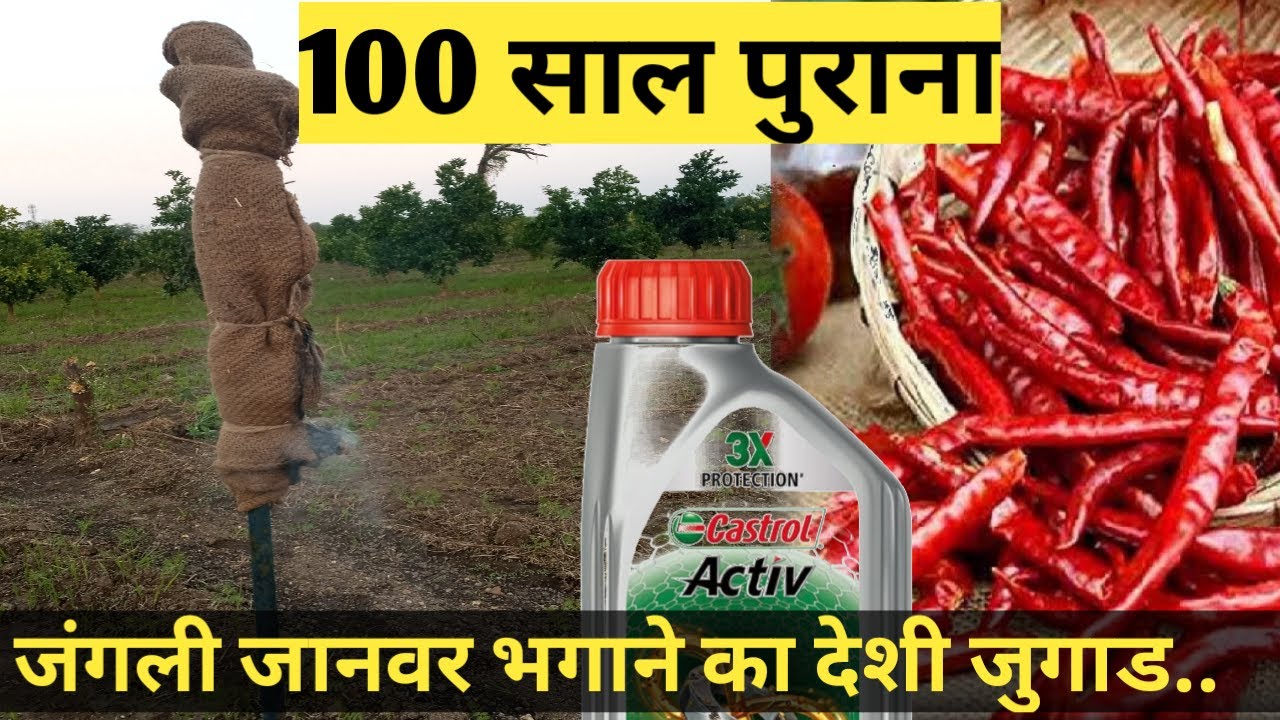 जंगली जानवर भगाने का देशी जुगाडjangalee jaanavar bhagaane ka deshee jugaad#सुअर#निलगाय#आवारा पशु