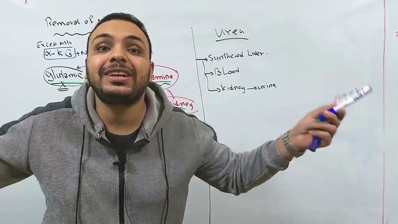 Protein metabolism part 2