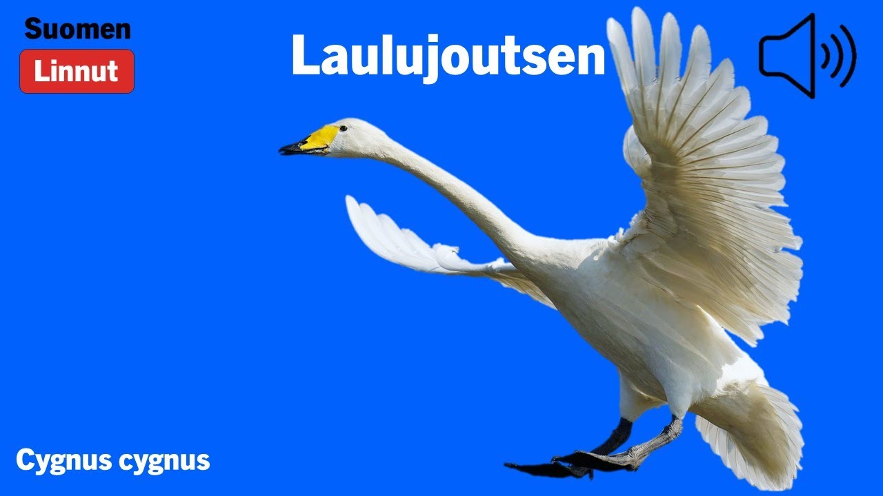 Laulujoutsen - Cygnus cygnus - Whooper Swan - s&aring;ngsvan - CYGCYG