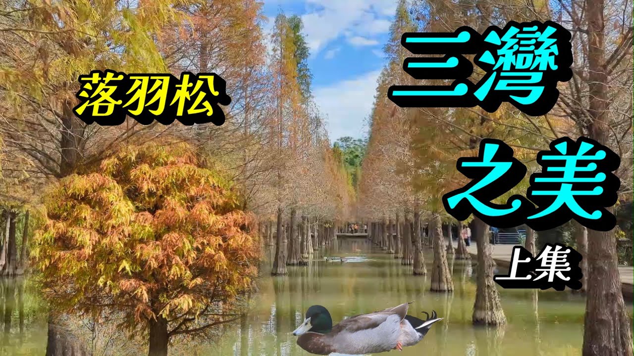 苗栗三灣落羽松景點美食輕旅行(上集)：三灣落羽松/老銃櫃步道/三灣鵝肉/香香飲食店/龍崀頂步道/銅鏡山林步道/巴巴坑道