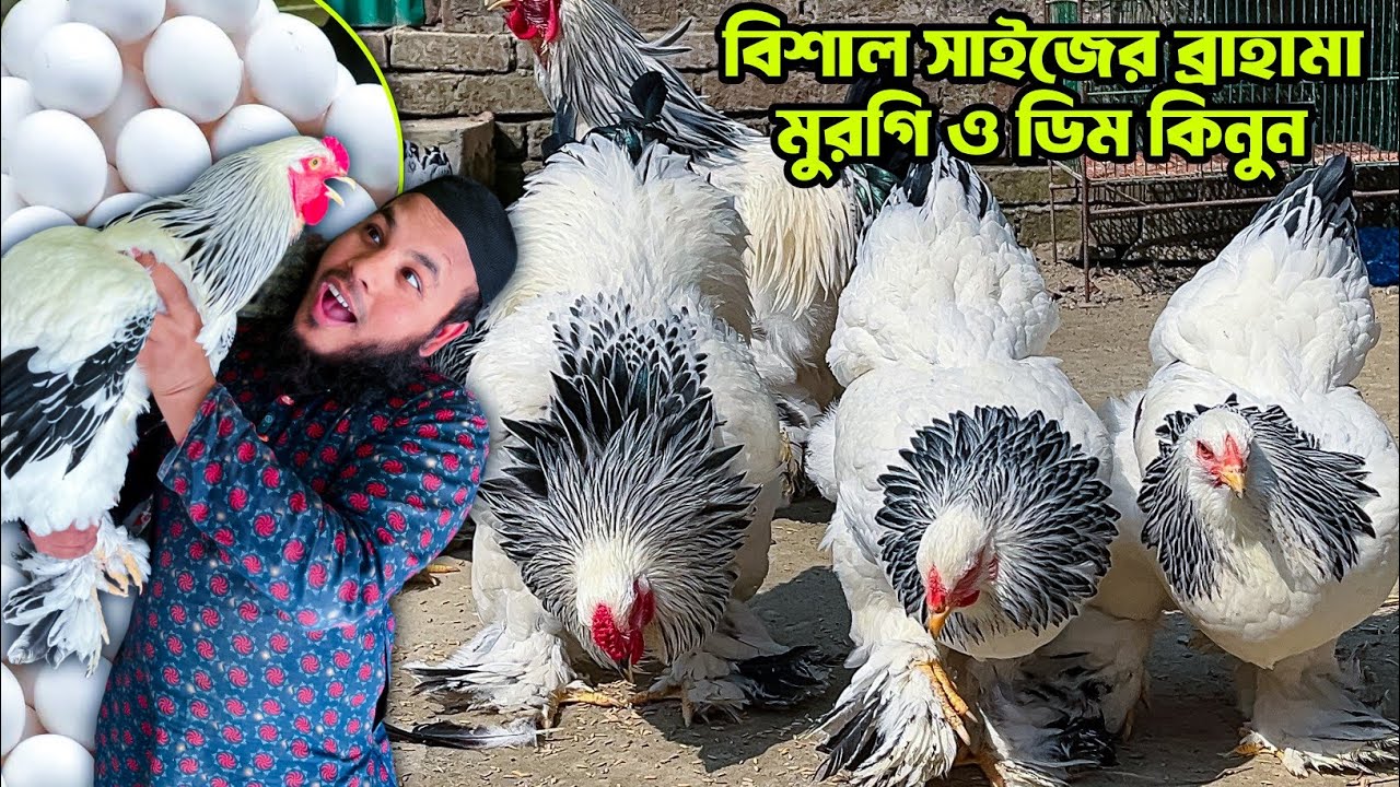বিশাল সাইজের ব্রাহামা মুরগি ও ডিম বিক্রয় - বিস্তারিত দেখুন ভিডিওতে! Brahma Chicken Price in BD