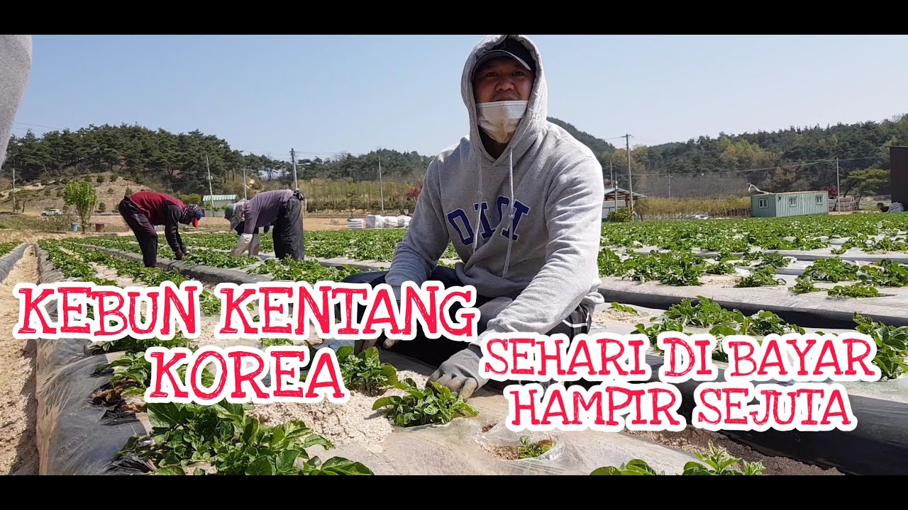 KERJA KEBUN KENTANG DI KOREA