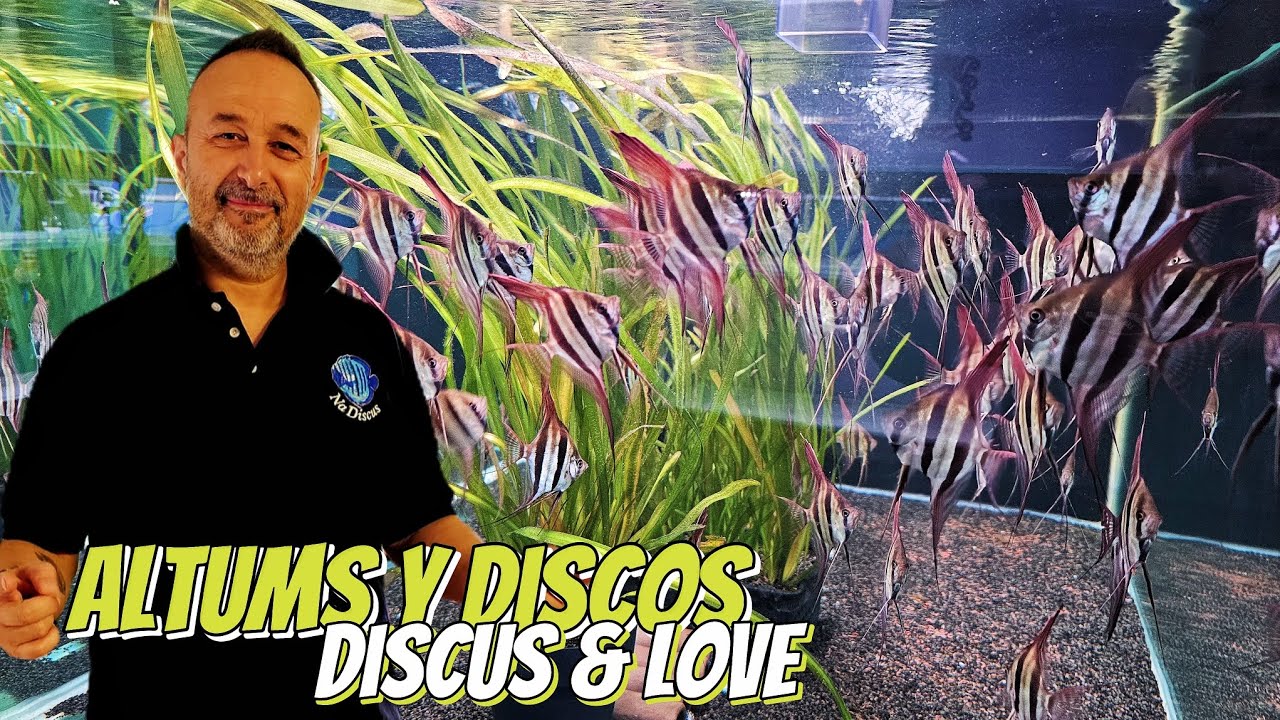 Criadero de peces Altum y Peces Disco