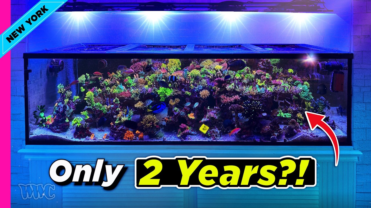 Inside a 312 Gallon SPS Dominated Reef Tank (Acropora Paradise)