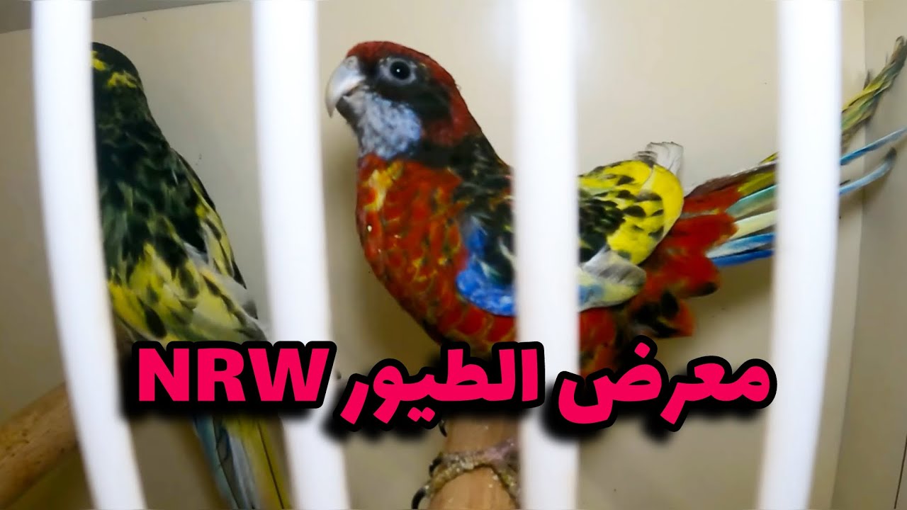 معرض الطيور في شمال الراين بالمانيا @Abu_Ahmad_Geo 
