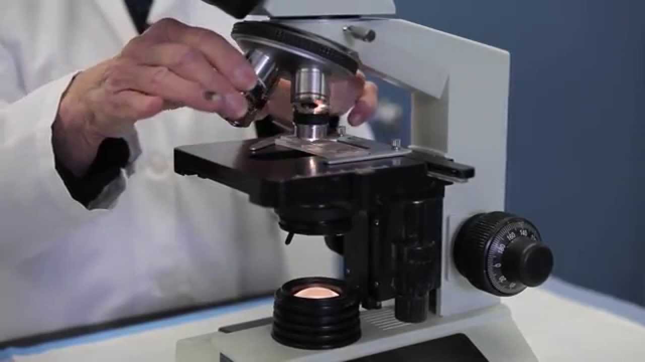 Microscope Crash Course for Fecal Egg Counting