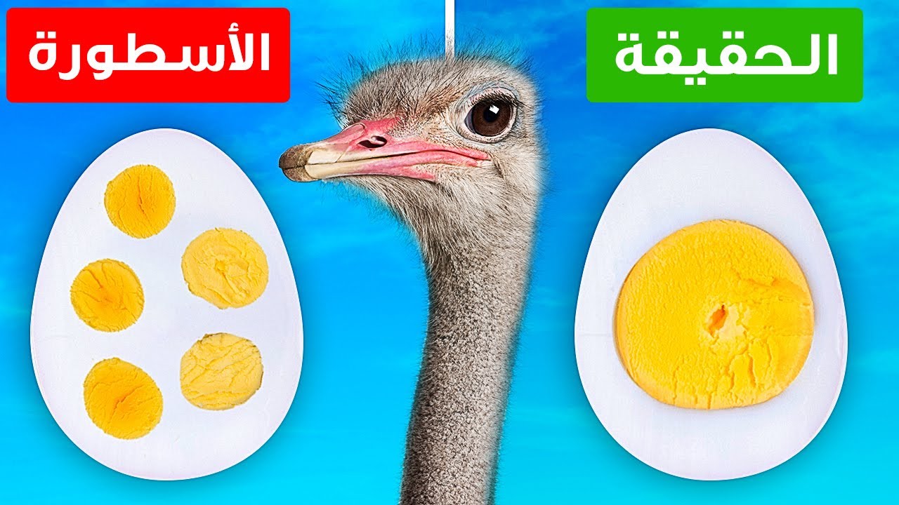 اختبار الحقائق: 36 حقيقة... أم خرافة؟