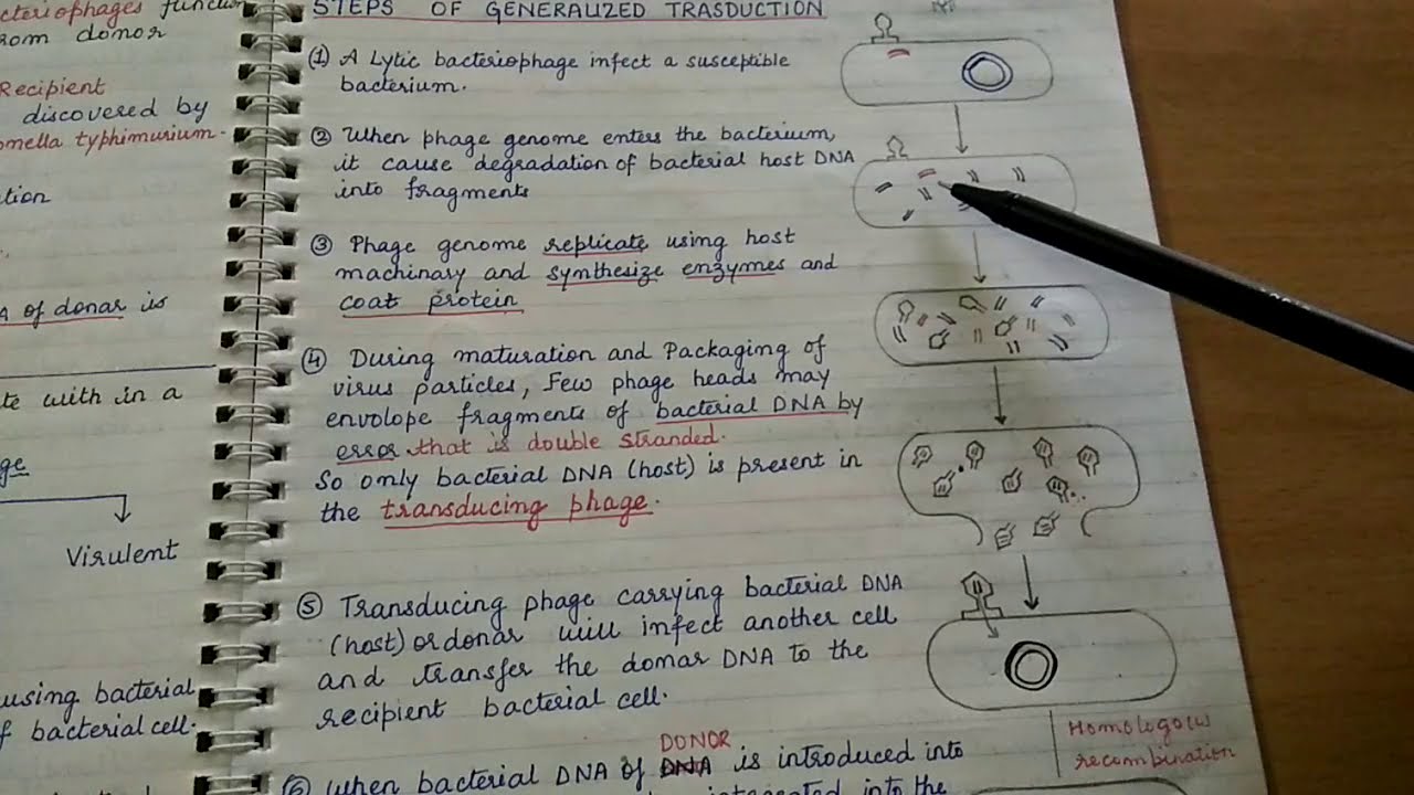 Transduction (Genetic recombination in bacteria)