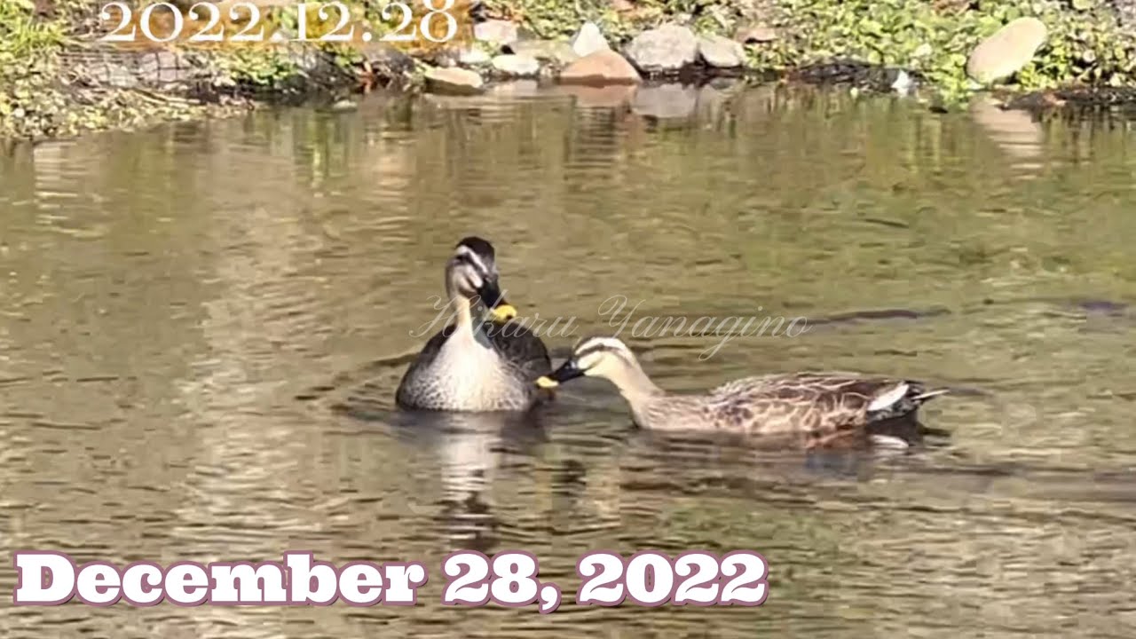 Spot-billed Duck in Winter 12月のカルガモたち（求愛ダンス） 