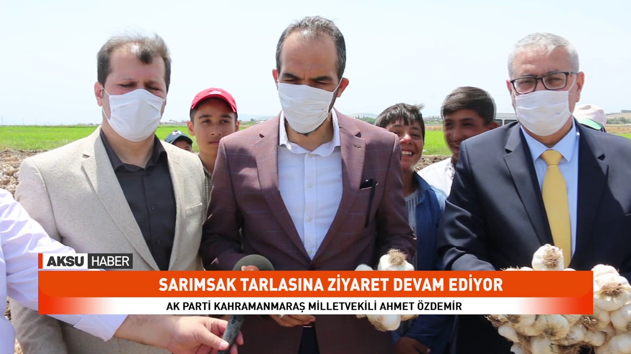 Pazarcık'ta Sarımsak hasadı